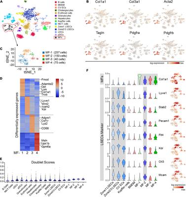 Capillarized Liver Sinusoidal Endothelial Cells Undergo Partial Endothelial-Mesenchymal Transition to Actively Deposit Sinusoidal ECM in Liver Fibrosis